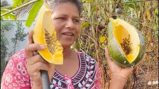 നല്ല പഴുത്ത ഓമക്ക(പപ്പായ) papaya fruit