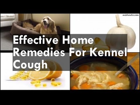 Home Remedies For Kennel Cough Home Remedies For Kennel Cough