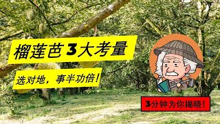 榴莲芭 3 大考量 ， 选对地，少做工！【3分钟 揭晓榴莲地理想条件】