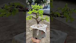 มะขามเปรี้ยวจี๊ดแตกใบอ่อนสวยๆ #บอนไซมะขาม #ไอพอดบอนไซจิ๋ว (Ipod Bonsai Jiew) @ทําไปเรื่อยสตอรี่