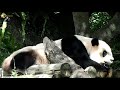 20191130 圓仔睡到腳開開 the giant panda yuan zai