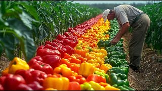 How Farmers Harvest Green Chili Pepper: Jalapeno Pepper Processing Factory