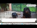 the goan goa cabinet approves ban on rottweilers and pitbulls