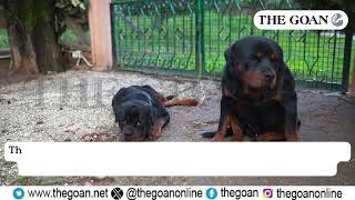 THE GOAN | Goa cabinet approves ban on #Rottweilers and #Pitbulls