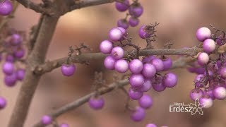 A Jeli Arborétum jeges csodái_Zöld Világ_2017.12.22 -i adás