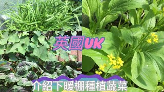 [英國uk］英國日常生活介紹一下種植在暖棚裏的有機蔬菜順便摘甜菜心。