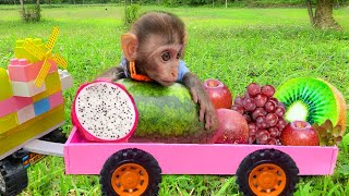 Baby monkey Bim Bim and puppy harvest fruit in the farm