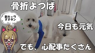 【犬　骨折　リハビリ】よつばのリハビリ！だが、心配事沢山過ぎ！！　しかしカワイイのは揺るがない！！！