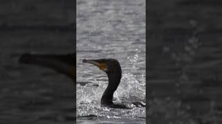 Cormorant Hunt in Action