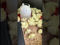 getting ready for our day old broilers chicken homestead broiler