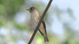 ASIAN BROWN FLYCATCHER,Ruskosieppo, Muscicapa dauurica, Bang Poo, Thailand