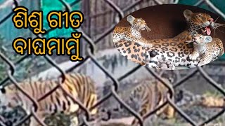 ଶିଶୁ ଗୀତ ବାଘ ମାମୁଁ//ଟୁଆଁ ଟୁଇଁ//ଅସ ଦେଖିଯିବା ବାଘ ମାମୁଁ ଙ୍କୁ 😀😀