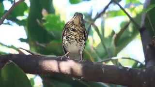 White's Ground Thrush