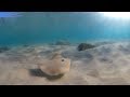 insta360 one x underwater 360 video - swim with stingray