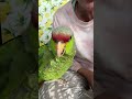 cuddling a cockatoo in springtime can make your parrot sick victoria cockatoo update