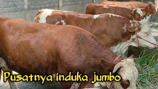 SPECIAL SAPI INDUKAN JUMBO PENCETAK TURUN SUPER‼️🔥