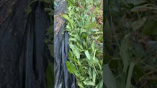 Living Rhizome Barrier with Comfrey 2023