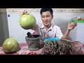 natural herbal អត្ថប្រយោជន៍របស់ដើមកញ្ឆែត​