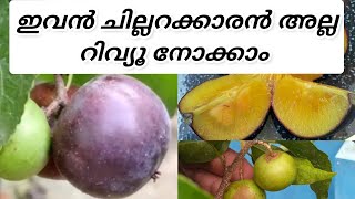 മനില ചെറി 👍😍MANILA CHERRY