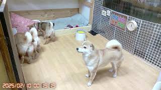 柴犬なつ！子育て生配信【生後153日】生後5か月記念日！な子犬たち！