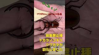 【採集禁止種】トカラノコギリクワガタが羽化しました！