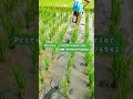 எளிய முறையில் மெஷின் நடவில் களை எடுக்கும் கருவி.... villagefarmerlife paddys farmequipment