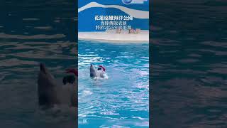 Farglory Ocean Park 即將在2025年底停止的海豚傳說表演 #dolphin #taiwan #遠雄海洋公園