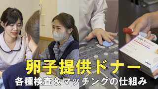 卵子提供ドナーマッチング全体の流れ