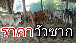 ดูราคาวัวซาก  ตลาดบ้านซ่อง  ที่เพชรบุรี