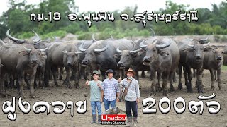 เลี้ยงควายฝูงใหญ่ 200 กว่าตัว ที่สุราษฎร์ธานี \