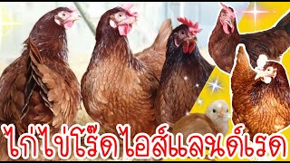 ไก่ไข่โร๊ดไอส์แลนด์เรด by คำเงินฟาร์ม