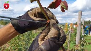 Pruning, protection and autumn fertilization of blackberries