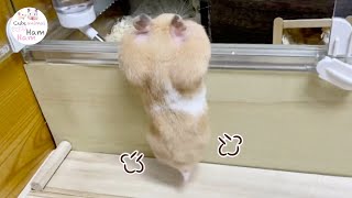 仕方なく新居に引っ越したハムスターはこうなる！おもしろ可愛い動物