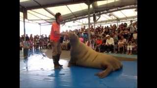 鳥羽水族館にきたらこれ！セイウチパフォーマンス笑　2015 9 19