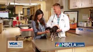Tips About What To Consider Before You Adopt A Pet