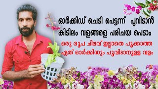 Orchid flowering tips | ഓർക്കിഡ് പെട്ടന്ന് പൂവിടാൻ അടിപൊളി വളങ്ങൾ | Shemiz sk |