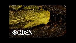 Paris Zoo unveils "The Blob" exhibit