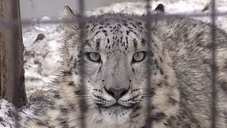 肉より遊びのリアン~Snow Leopard \