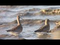 eastern curlew with eurasian curlew. 4 dec 2021 japan. ホウロクシギ。ダイシャクシギの群れに1羽。