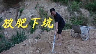 【老林赶野】老林今天把搅拌好的肥料，放到种黄晶果的坑里，等三四天再开始种树