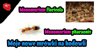 [Mrówki] Monomorium floricola i Monomorium pharaonis, czy uciekną ? :O