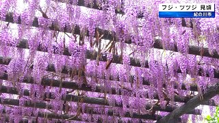 道の駅「青洲の里」フジ・ツツジ見頃　和歌山県紀の川市