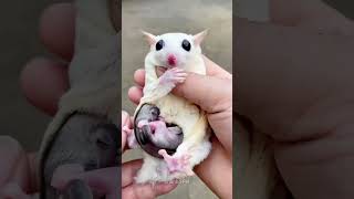 Ever Seen Cute Baby Sugar in Mother's Pouch? ❤️❤️ #shorts #sugarglider #sugarglidercare