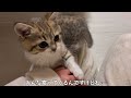 もう寝たい飼い主と、まだ遊びたい子猫たち