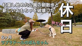 【ラブラドール#19】紅葉し始めた公園散歩と新しいおもちゃをもらった休日🎶　ラブラドールレトリバー　パピー　labrador retriever  ぼんちゃん　まみキャンプ　大型犬　癒し　子犬