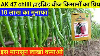 Ad- advanta AK 47 chilli new hybrid golden seeds AK47.वि. एडवांटा मिर्च नई किस्म ऐ के 47 गोल्डन सीडस