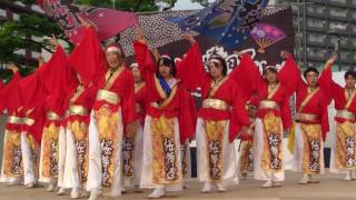 黒崎よさこい祭り２０１７　決勝演舞　桜舞連