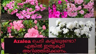 How to care and repor Azalea plant | Azalea plant നട്ടു വളർത്താം ഇങ്ങനെ