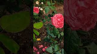 கண்களைக் கவரும் ரோஜா பூந்தோட்டம்#Rose garden#short video