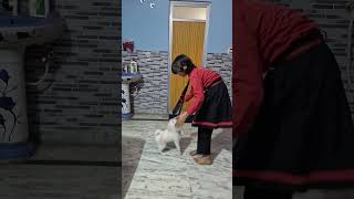 Jakhora Mane Juli ne#shorts#video#dog#loves#shorts##♥️♥️♥️♥️